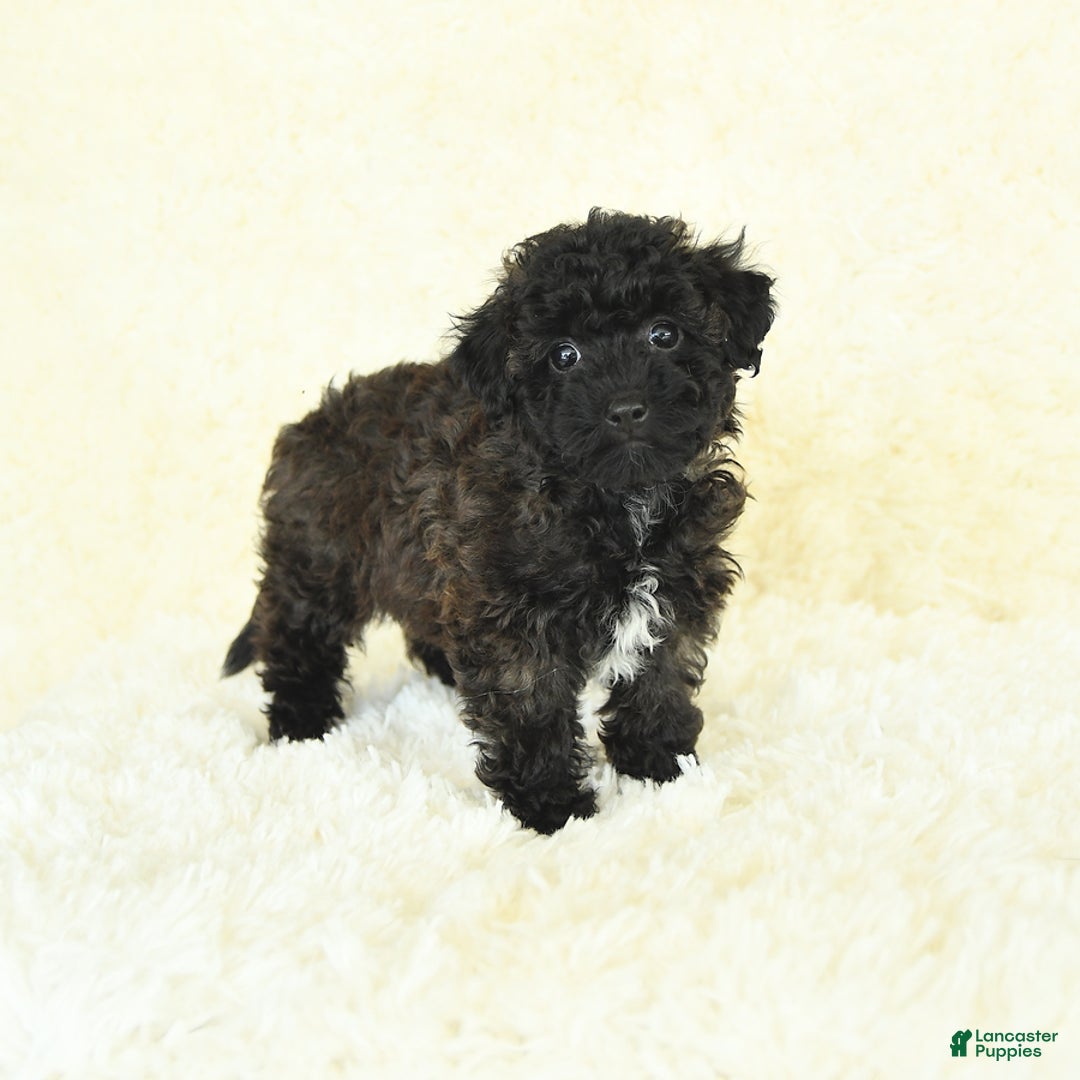 Bichpoo dogs for sale: Graham Cracker - Image 2