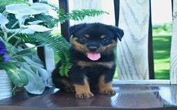 Rottweiler dogs for sale: Parker - Image 2