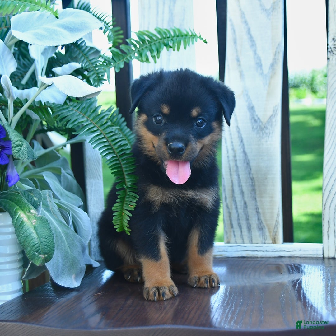 Rottweiler dogs for sale: Parker - Image 2