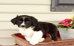 English Springer Spaniel dogs for sale: Abby - Image 5