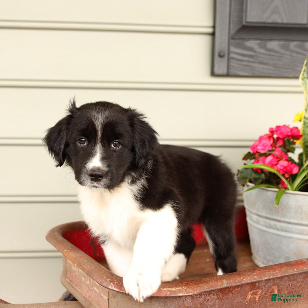 English Springer Spaniel dogs for sale: Abby - Image 5