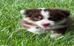 Australian Shepherd dogs for sale: L-purple - Image 6