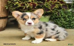Welsh Corgi Pembroke dogs for sale: Sage - Image 2
