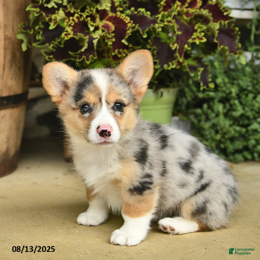 Welsh Corgi Pembroke dogs for sale: Sage - Image 2