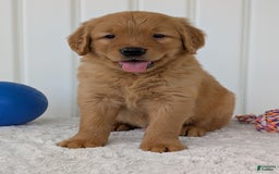Golden Retriever dogs for sale: Porter - Image 7