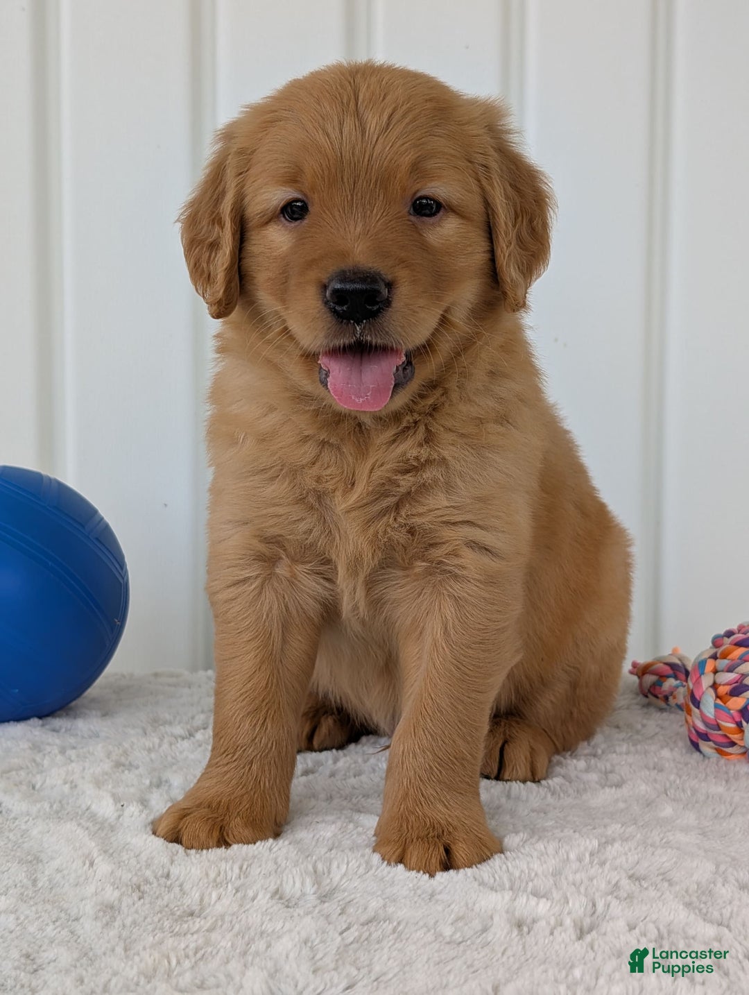 Golden Retriever dogs for sale: Porter - Image 7