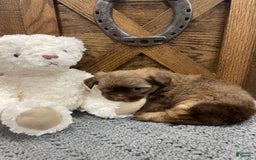 Morkie dogs for sale: Blue - Image 1
