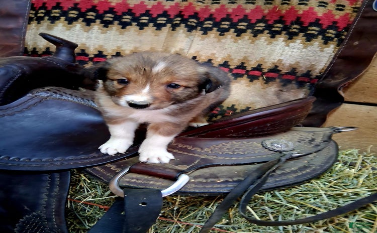 Border Collie dogs for sale - Ad 2