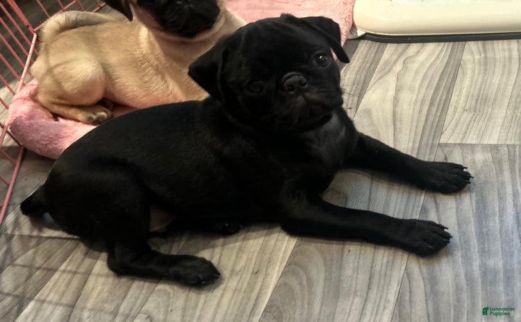 Pug dogs for sale - Ad 1