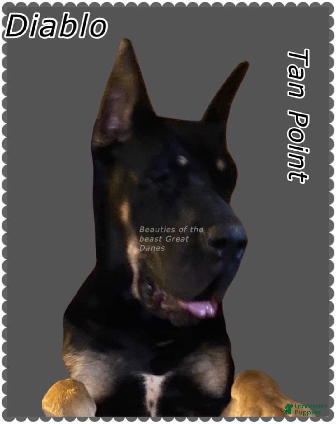Great Dane dogs for stud: Magnum - Image 6
