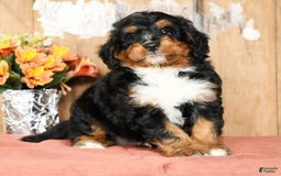 Mini Bernedoodle dogs for sale: Treyston - Image 3