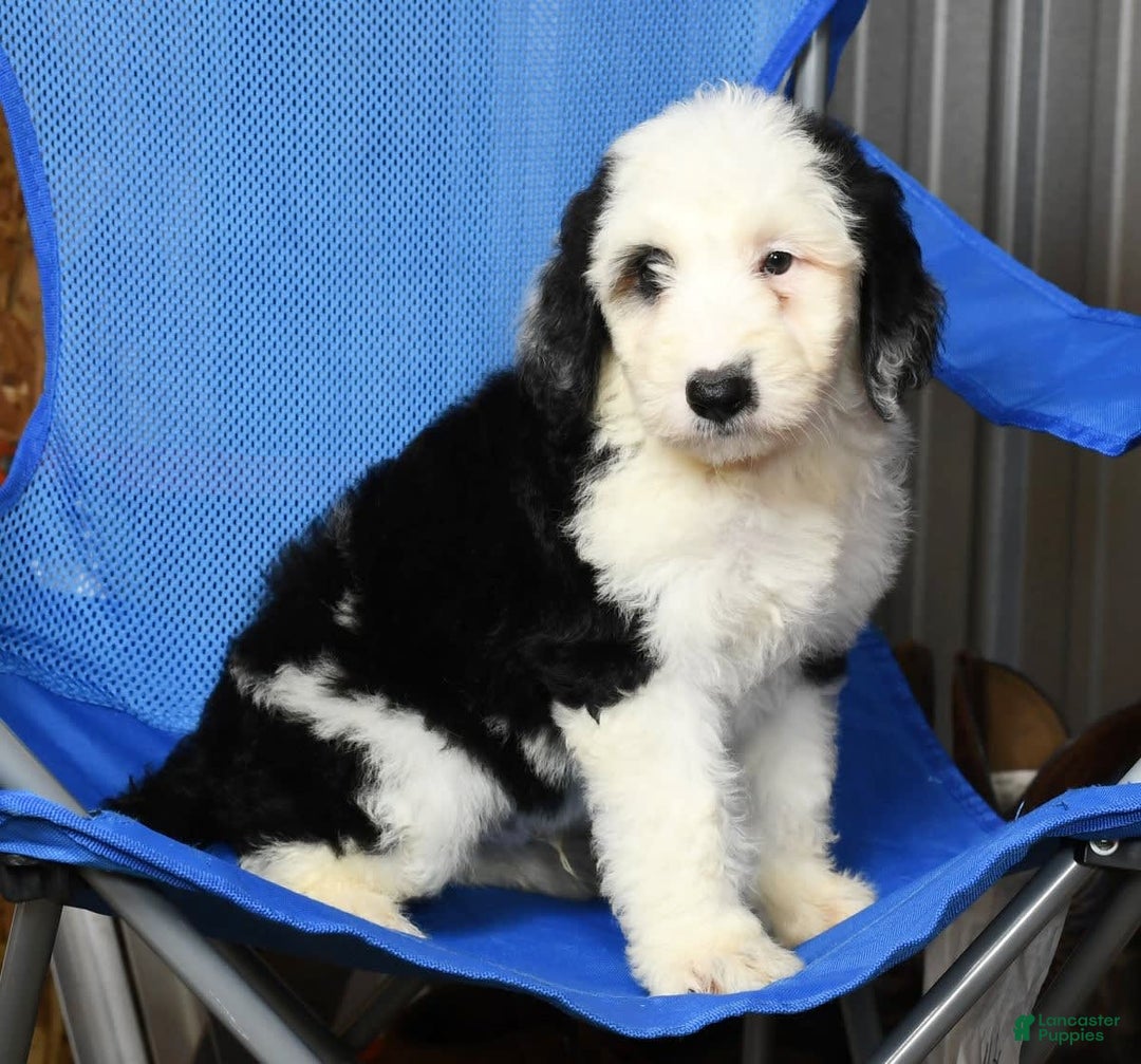 Sheepadoodle dogs for sale: Roscoe - Image 5