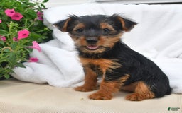 Yorkshire Terrier dogs for sale: Delilah - Image 5