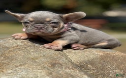 French Bulldog dogs for sale: Cookie - Image 1