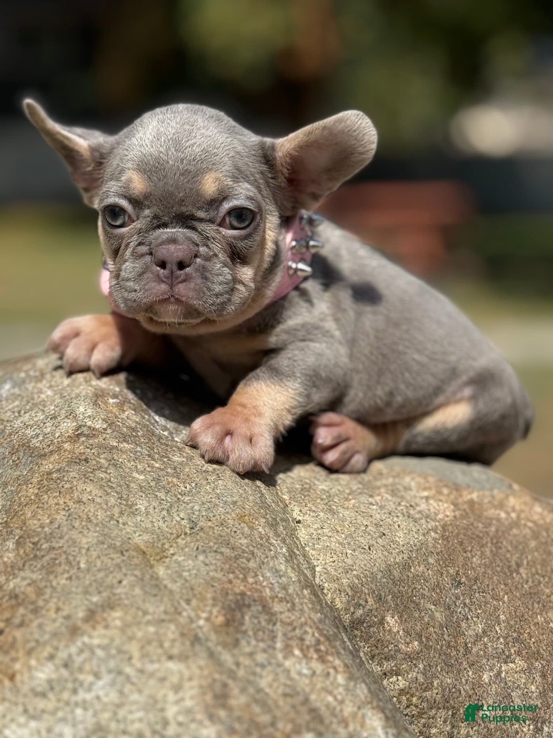 French Bulldog dogs for sale: Cookie - Image 1