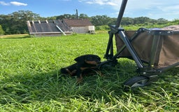 Doberman Pinscher dogs for sale: Delilah - Image 3