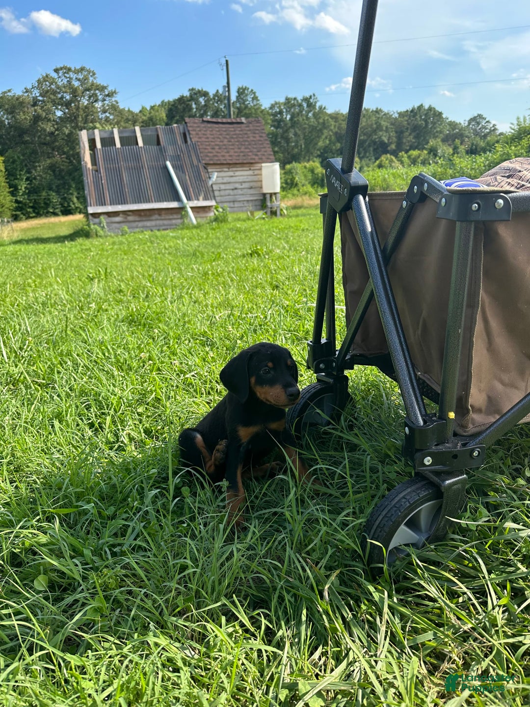 Doberman Pinscher dogs for sale: Delilah - Image 3