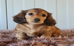 Miniature Dachshund dogs for sale: Ruthie - Image 7