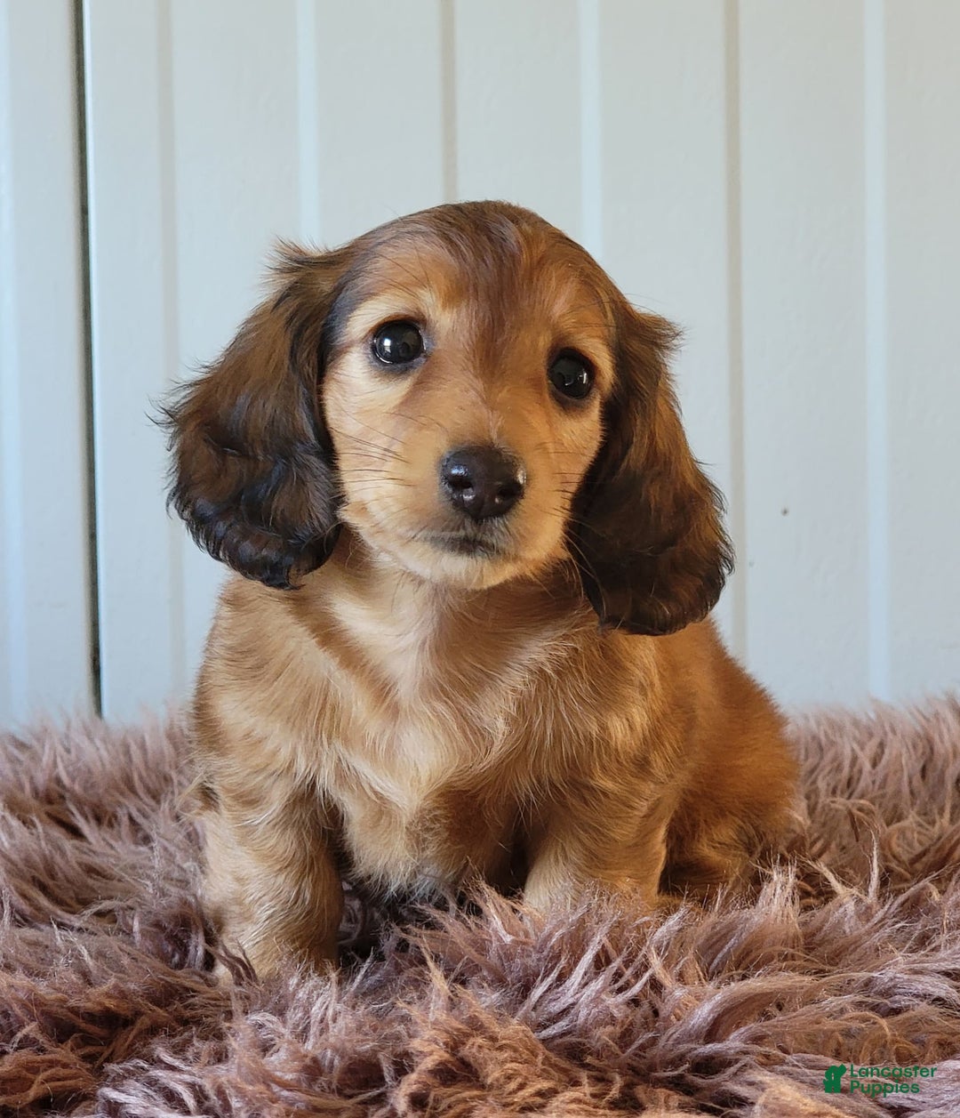 Miniature Dachshund dogs for sale: Ruthie - Image 7