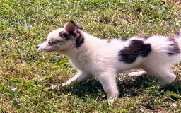 Pomsky dogs for sale: Baby Blue Eyes - Image 2