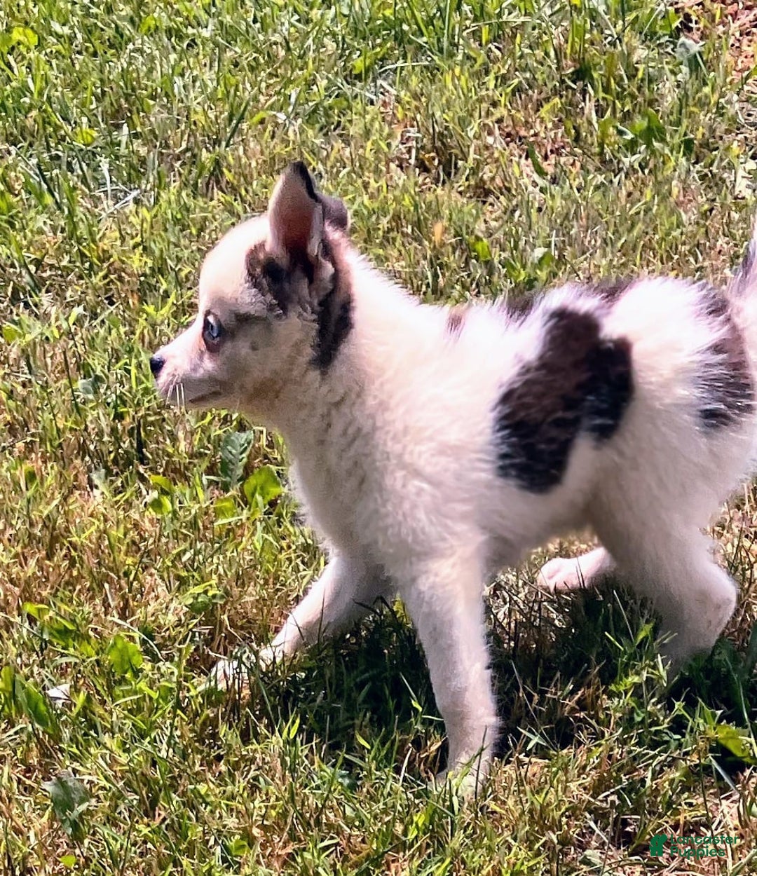 Pomsky dogs for sale: Baby Blue Eyes - Image 2