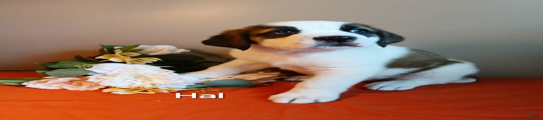 Hal