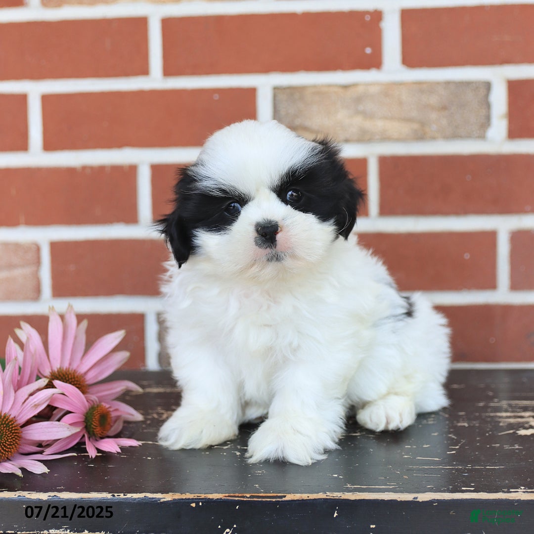 Shih Tzu dogs for sale: Drew - Image 5