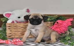 Pug dogs for sale: White Paws - Image 3