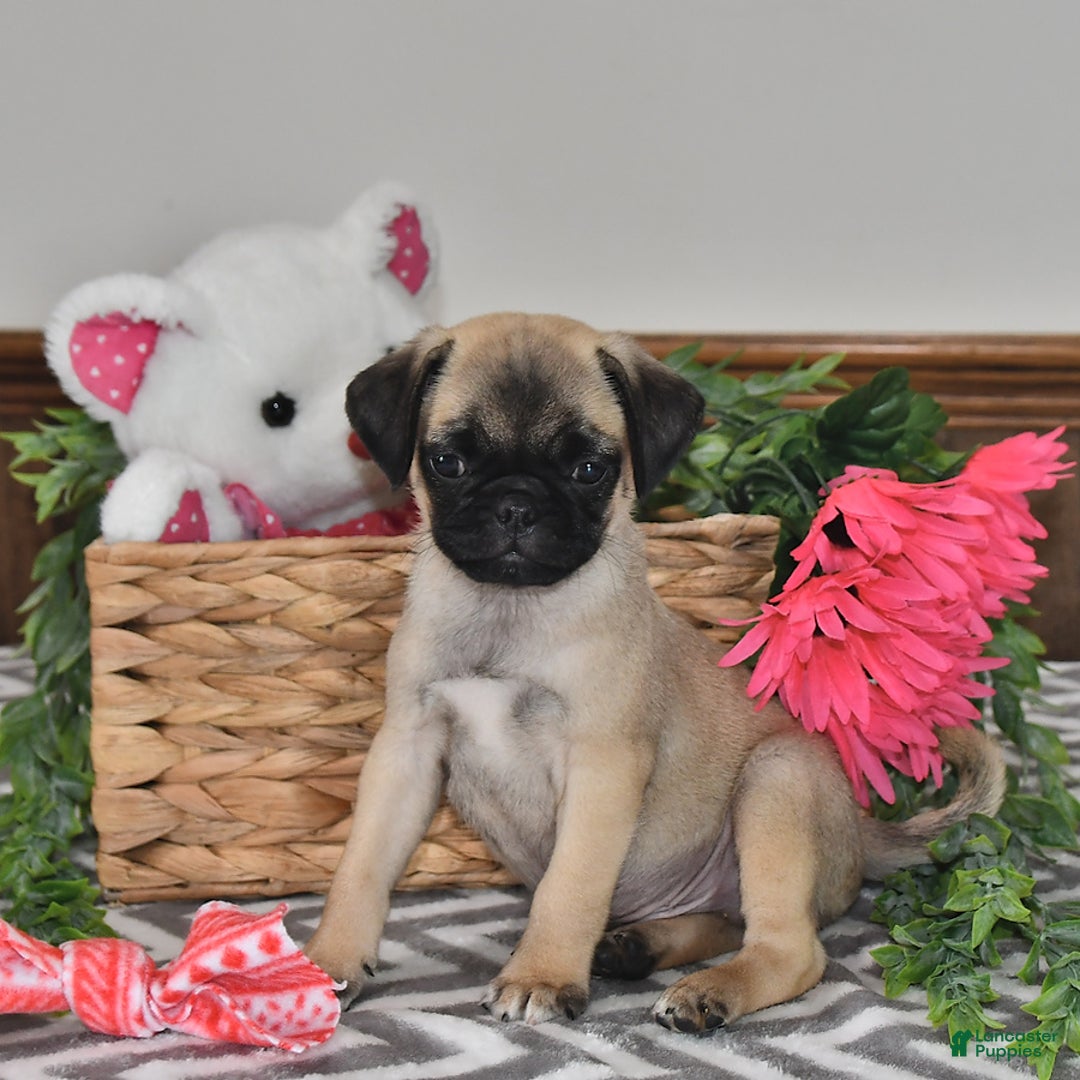 Pug dogs for sale: White Paws - Image 3