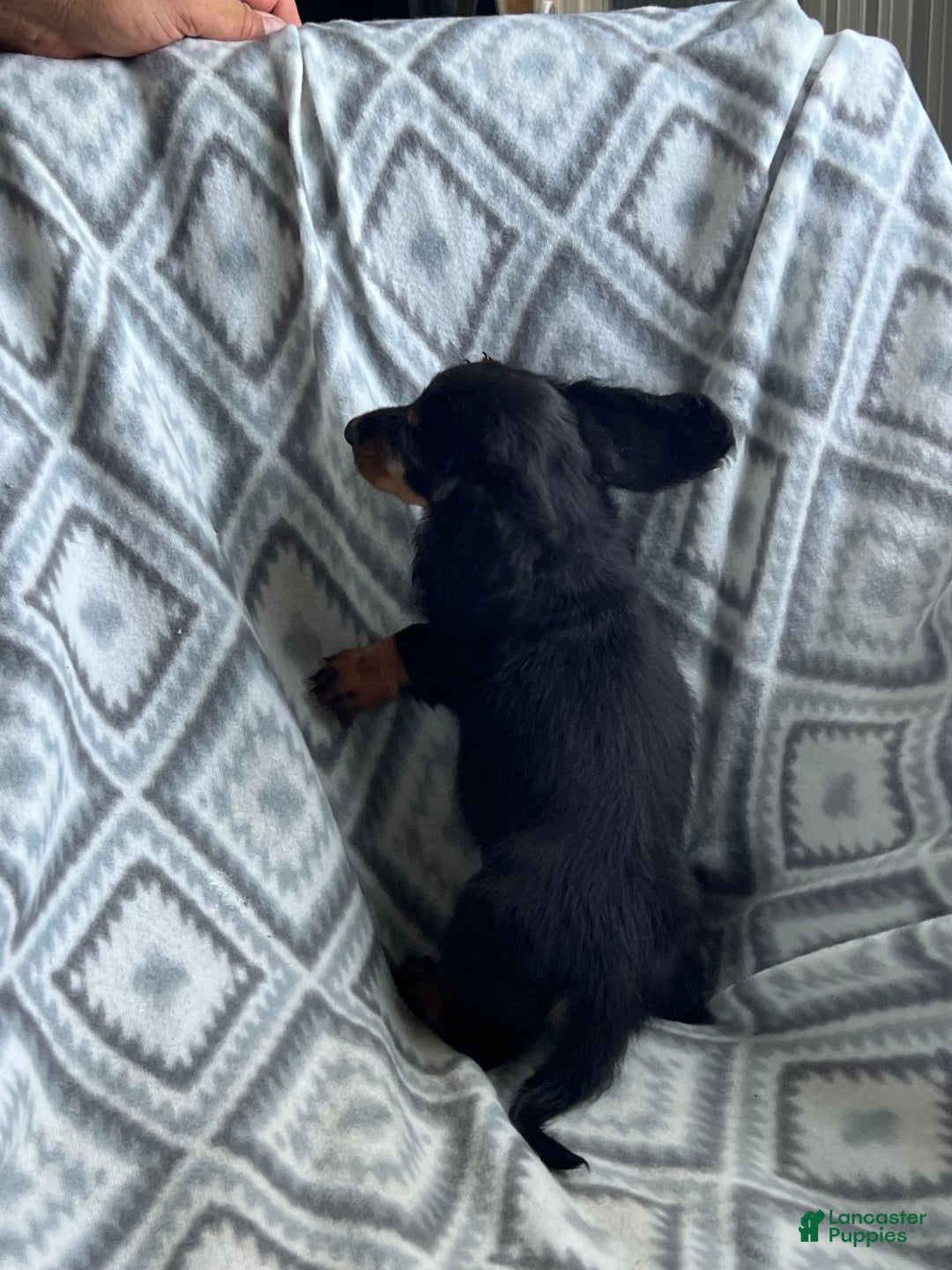Dachshund dogs for sale: Midnight - Image 3