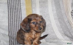 Miniature Dachshund dogs for sale: Zero - Image 5