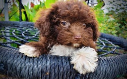 Havapoo dogs for sale: Benson - Image 1