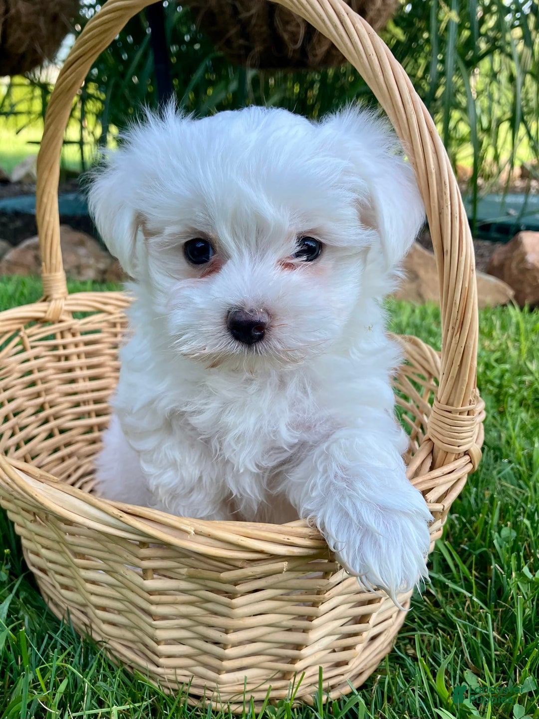 Maltese dogs for sale: Lacy - Image 3