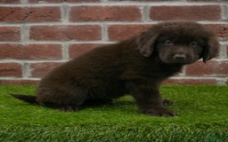 Newfoundland dogs for sale: Molly - Image 5
