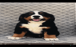 Bernese Mountain Dog dogs for sale: Barney - Image 1