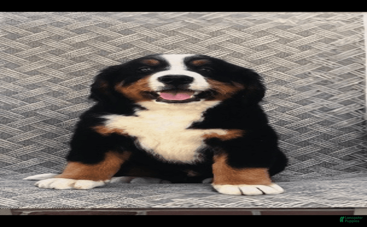Bernese Mountain Dog dogs for sale - Ad 1
