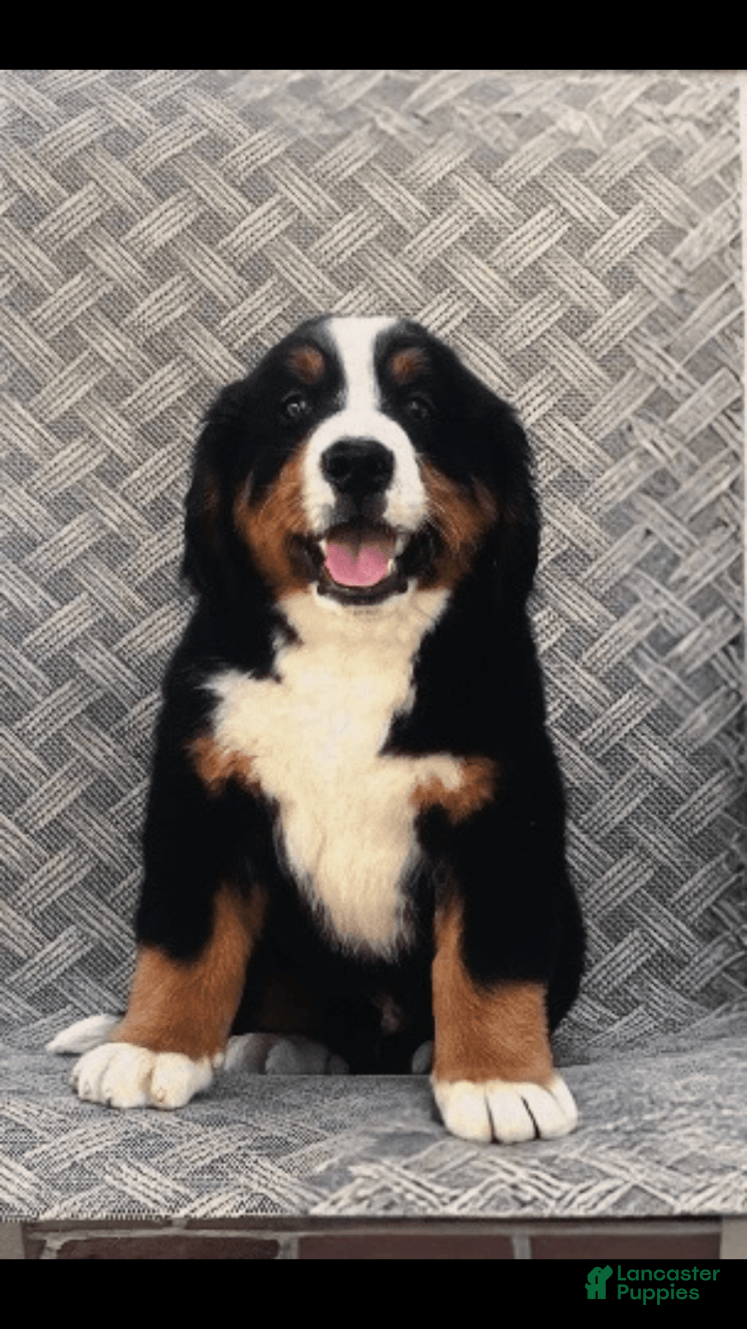 Bernese Mountain Dog dogs for sale: Barney - Image 1