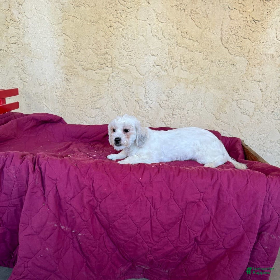 Teddy Bear dogs for sale: Dylan - Image 2