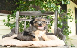  dogs for sale: Mini Goldendoodle 2 puppies - Image 7