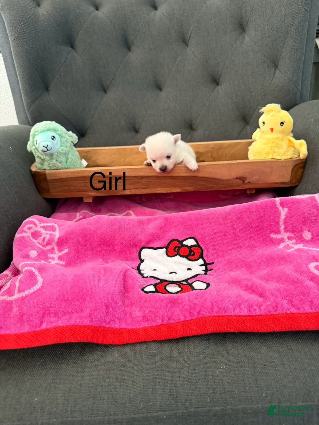 Pomeranian dogs for sale: Elsa - Image 1
