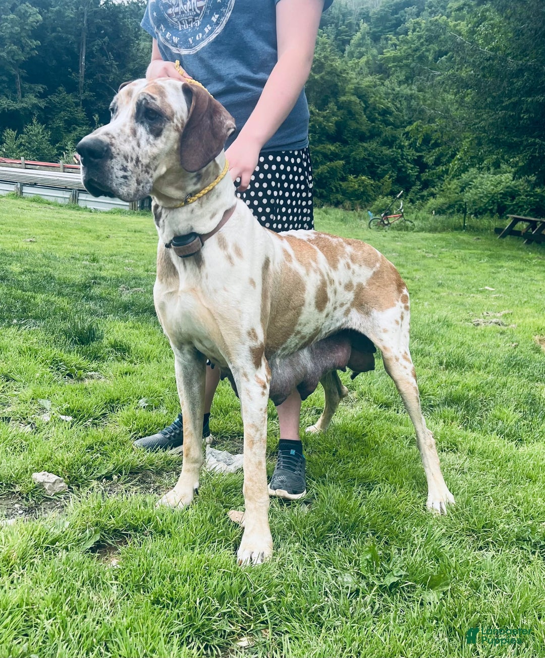 Great Dane dogs for sale: Darla - Image 20