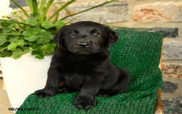 Labrador Retriever dogs for sale: Biscotti - Image 2