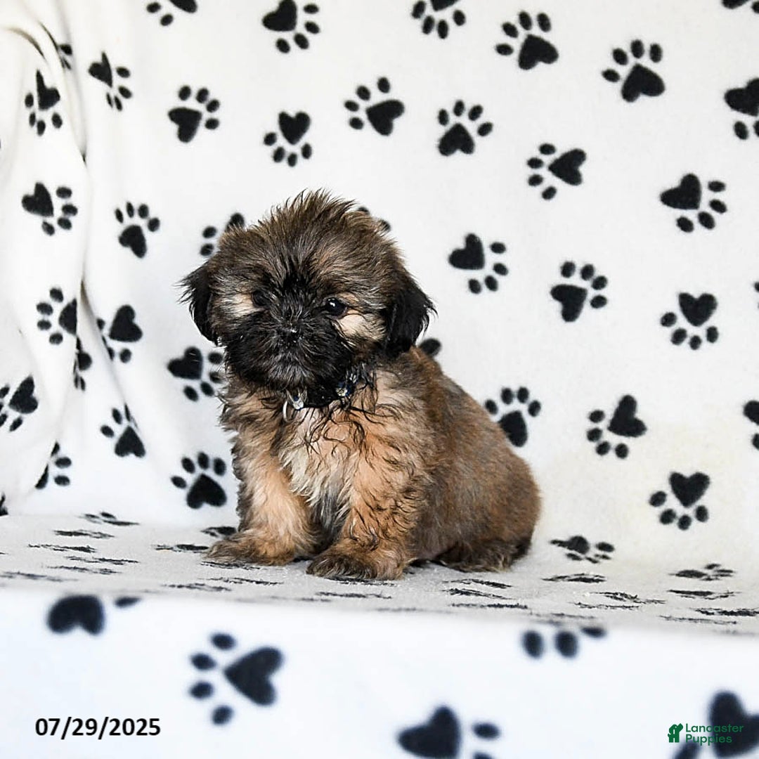 Shih Tzu dogs for sale: Patches - Image 3