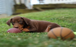 Doberman Pinscher dogs for sale: Doberman Pinscher 3 puppies - Image 13