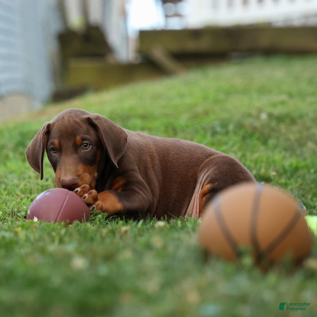 Doberman Pinscher dogs for sale: Doberman Pinscher 3 puppies - Image 13