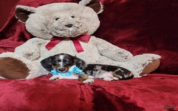 Miniature Dachshund dogs for sale: REMY - Image 3