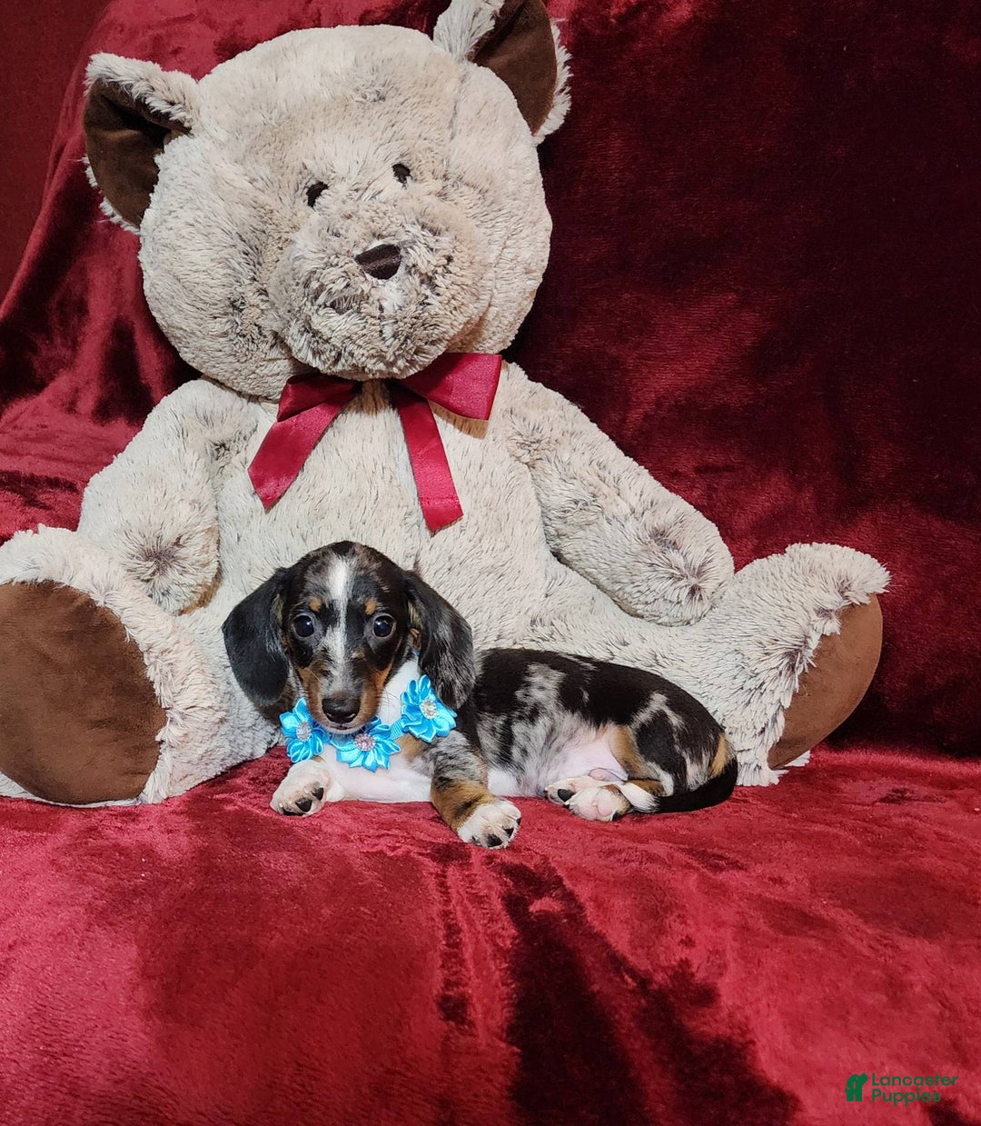 Miniature Dachshund dogs for sale: REMY - Image 3