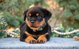 Rottweiler dogs for sale: Kiki - Image 3