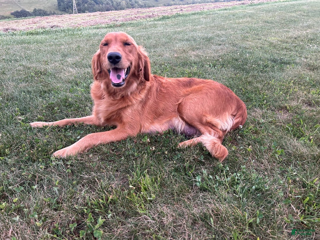 Golden Retriever dogs for sale: Honey - Image 28