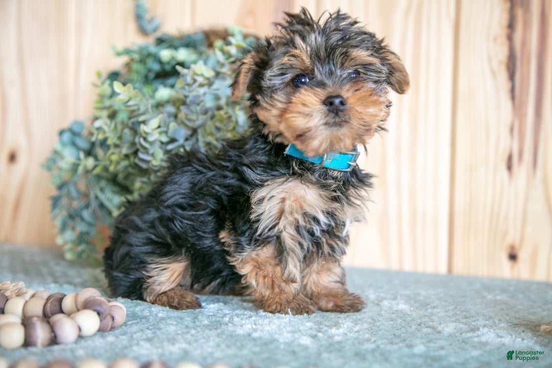 Yorkshire Terrier dogs for sale: Yorkshire Terrier 2 puppies - Image 6